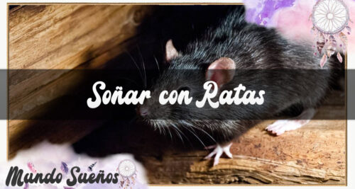 Soñar Con Ratas