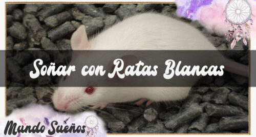 Soñar con Ratas Blancas