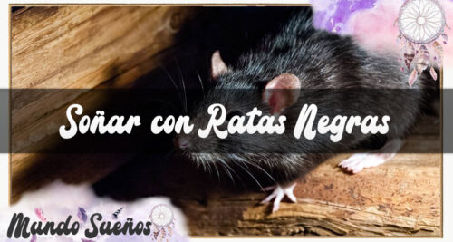 Soñar con Ratas Negras