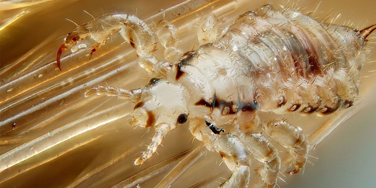 ¿Qué significa soñar con ver piojos grandes?