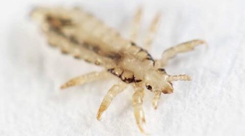 soñar con piojos dorados