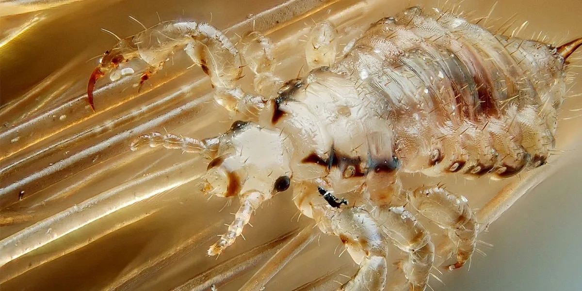 ¿Qué número es soñar con piojos en la cabeza?