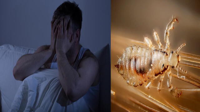 ¿Por qué se sueña con piojos?