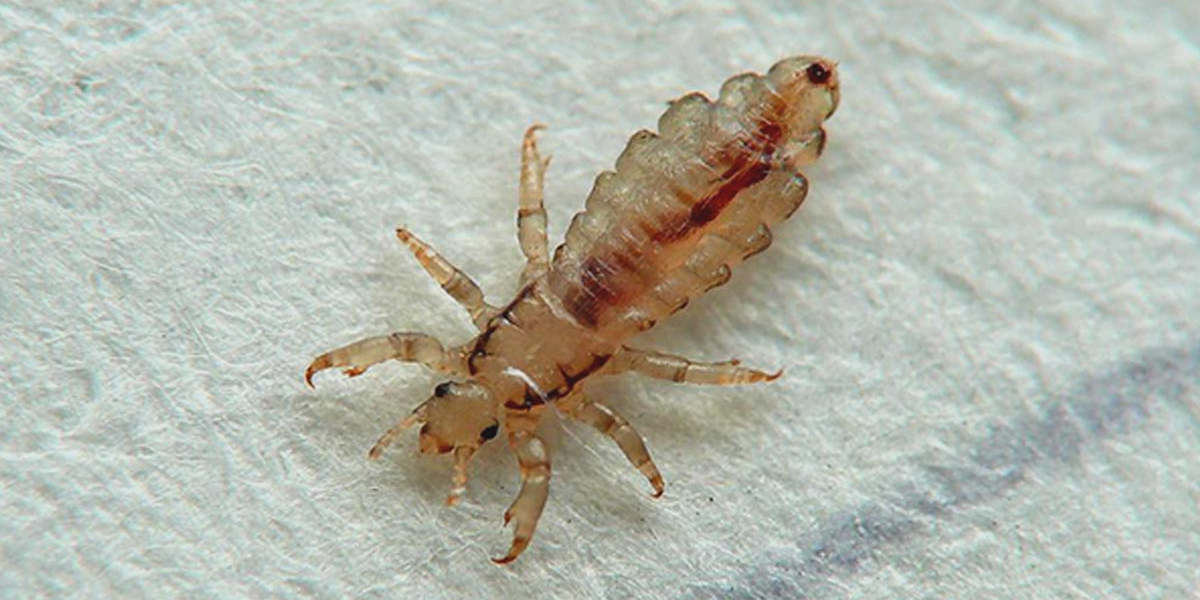 ¿Qué significa soñar que te sacas piojos grandes?