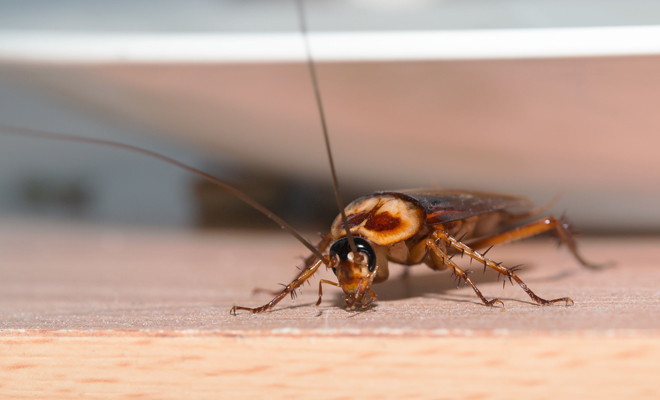 ¿Qué significa ver piojos en sueños?