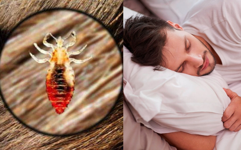 ¿Qué significa cuando sueñas con garrapatas en la cabeza?