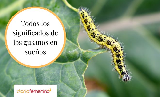 soñar con piojos y gusanos