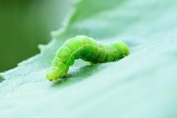 ¿Qué significa si soñamos piojos?