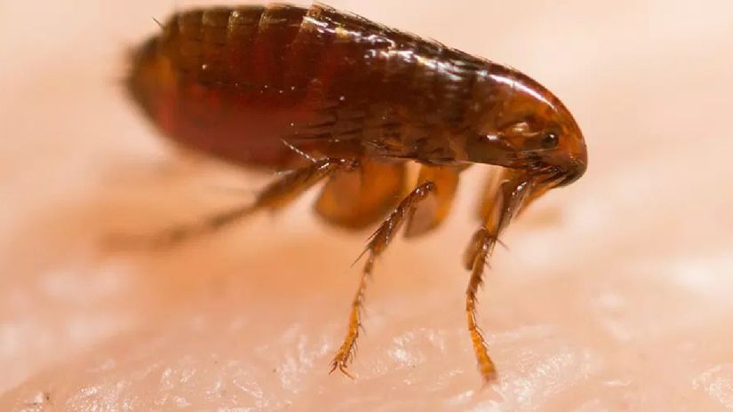 soñar con piojos y pulgas